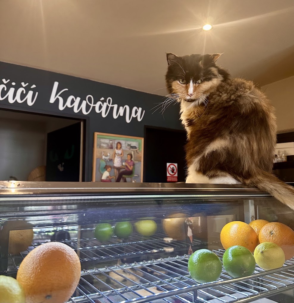 Nadýchaná kočka sedí u vitríny